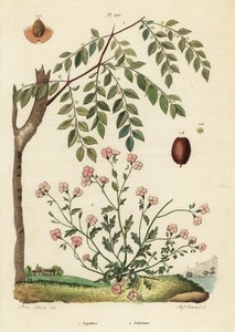 Jujube ou datte chinoise, Ziziphus jujuba 1, et giroflée de Virginie, Malcolmia maritima 2 - Unbekannt