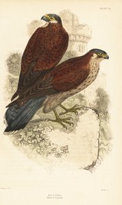 Faucon crécerelle, mâle et femelle, Falco tinnunculus, devant une ruine