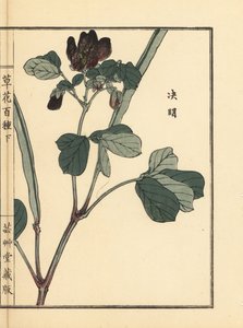 Ketsumei, séné chinois ou sicklepod, Senna obtusifolia. De Kusa Bana Hyakushu (Cent Variétés de Fleurs), Tokyo, Yamada - Unbekannter Künstler
