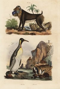 Manchot royal, Aptenodytes patagonicus 1, et mandrill, Mandrillus sphinx, vulnérable, 2 - Unbekannt