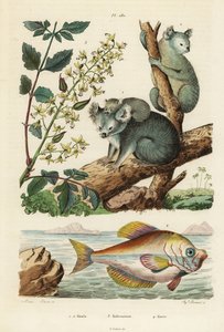Koala, Phascolarctos cinereus, arbre à vernis, Koelreuteria paniculata, et poisson bossu indien, Kurtus indicus - Unbekannt