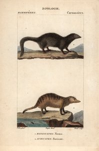 La mangouste et le suricate - Unbekannter Künstler