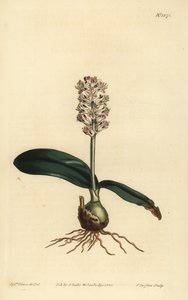 Lachenalia pallida