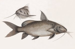 Le Pimelode Scheilan
