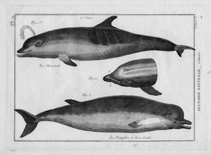 Le marsouin et le dauphin dans "Tableau Encyclopédique et Méthodique des trois Règnes de la Nature" par Pierre Joseph Bonnaterre (1762-1804), Paris 1784