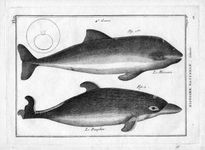 Le marsouin et le dauphin dans « Peinture Encyclopédique et Méthodique des trois Règnes de la Nature » par Pierre Joseph Bonnaterre (1762-1804). Paris 1784.