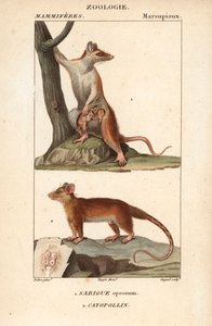 Le sarigue ou opossum et le cayopollin