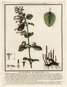 Calament népéta, Clinopodium nepeta