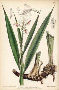 Petit galanga, Alpinia officinarum