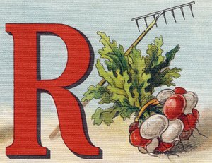 Lettre R: râteau, radis. Gravure dans "Alphabet de ma petite fille". Bernardin-Bechet et Fils, libraires-éditeurs, Paris, vers 1895. Album inaltérable sur toile. Bibliothèque des Bébés.