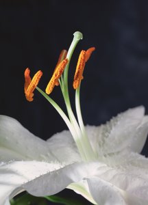 Étamines de lys, 2001