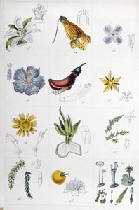 Système de Linné, vers 1850