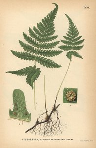 Fougère de hêtre longue, Phegopteris connectilis