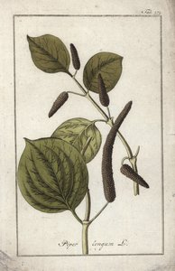 Plat de poivre long (Piper longum)