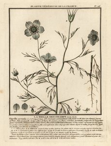 Nigelle des champs, Nigella arvensis - Unbekannter Künstler