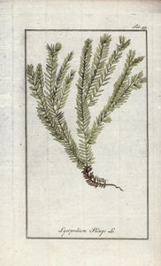 Lycopode officinal (Lycopodium clavatum). Lithographie de l