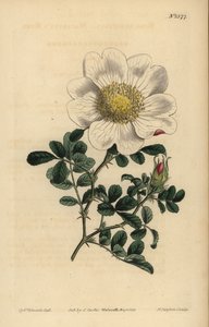 Rose de Macartney, Rosa bracteata