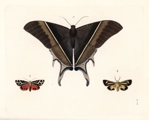 Papillon de nuit de Maclean, Lyssa macleayi 1, papillon de nuit cinnabar, Callimorpha phyllira 2, et papillon de nuit tigre Nais, Apantesis nais 3. Lithographie coloriée à la main de la nouvelle édition de « Illustrations of Exotic Entomology » de Dru Drur
