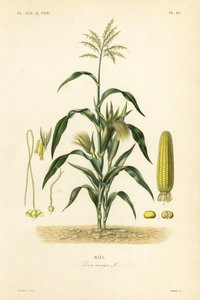 Maïs, Zea mays - Unbekannt