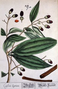 Cannelle de Malabar