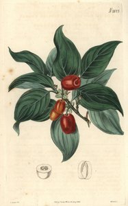 Cornouiller mâle, branche avec fruits. Illustration de C. Curtis, gravure de Weddell. Eau-forte dans The Curtis Botanical Magazine, par Samuel Curtis