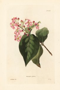 Malpighia glabra