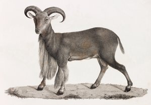 Mammifères : un mouflon à manchettes