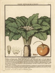 Mandragore, Mandragora officinarum - Unbekannter Künstler