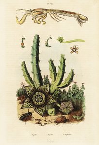 Crevette mante, fleur étoilée et coléoptère, 1834-1839 (gravure)