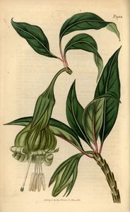 Markea viridiflora (Solandra viridiflora)