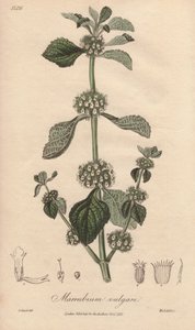 Marrube blanc (Marrubium vulgare) - Illustration de “Botanique médicale, description des plantes médicinales de Londres, Édimbourg et Dublin” par John Stephenson et James Morss Churchill - Unbekannter Künstler