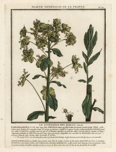 Euphorbe des marais, Euphorbia palustris - Unbekannter Künstler