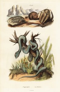 Vipère de Martinique et trilobites éteints