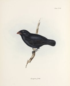 Pinson moyen, Îles Galápagos, vers 1832-1836