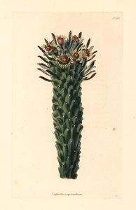 Tête de Méduse, Euphorbia caput-medusae - Unbekannter Künstler