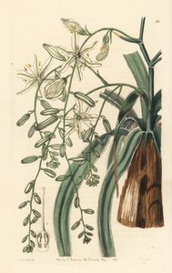 Herbe à savon mexicaine - Plante à savon à feuilles ondulées, Chlorogalum pomeridianum var. divaricatum