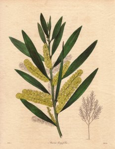 Chenille de mimosa (Acacia longifolia), illustration par R. Mills, dans The Botanist, série par Benjamin Maund - Unbekannter Künstler