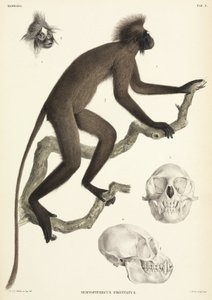 Détails de singe et de crâne, Sumatra, Indonésie