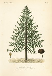 Araucaria du Chili, Araucaria araucana