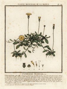 Épervière piloselle, Pilosella officinarum - Unbekannter Künstler