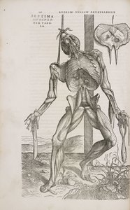 Muscles Vue de face des muscles profonds du corps humain masculin