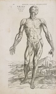Muscles Vue de face des muscles superficiels du corps humain masculin
