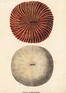 Corail champignon, Fungia fungites. Gravure à l