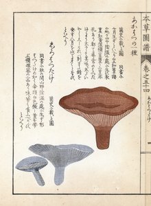 Champignons : akahatsu lacatire et shirohatsudake blanc - Estampe japonaise par Kanen Iwasaki (1786-1842), de "Honzo Zufu", guide illustratif des plantes médicinales