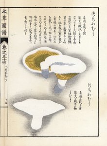 Champignons : poivre de lait