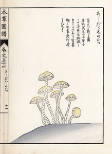 Champignons : shimeji ashitaka - Estampe japonaise par Kanen Iwasaki (1786-1842), de "Honzo Zufu", guide illustratif des plantes médicinales