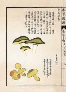 Champignons : variétés de tricholomes équestres ou chevaliers (ou jaunes) - Estampe japonaise par Kanen Iwasaki (1786-1842), de "Honzo Zufu", guide illustratif des plantes médicinales