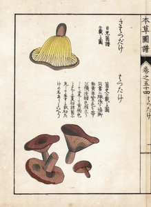 Champignons : variétés de lactaires précoces (comestibles) - Estampe japonaise par Kanen Iwasaki (1786-1842), de "Honzo Zufu", guide illustratif des plantes médicinales