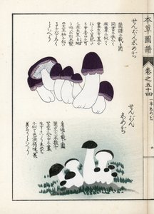 Champignons : variétés de shimeji (comestibles) - Estampe japonaise par Kanen Iwasaki (1786-1842), de "Honzo Zufu", guide illustratif des plantes médicinales - Unbekannter Künstler