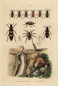 Mygale à porte-trappe et son nid, et coléoptères, espèces de Mylabris